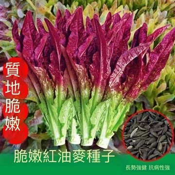 12h出貨 A菜種子（100粒）四季種植 油麥菜 寬葉甜香A菜 種子 a菜 葉萵苣 萵仔菜 臺灣萵苣 菜籽