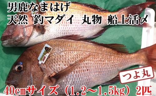 （数量・期間限定）男鹿なまはげ 天然 釣マダイ 船上活〆 大サイズ 約40cm 2匹セット つよ丸※東北・関東限定