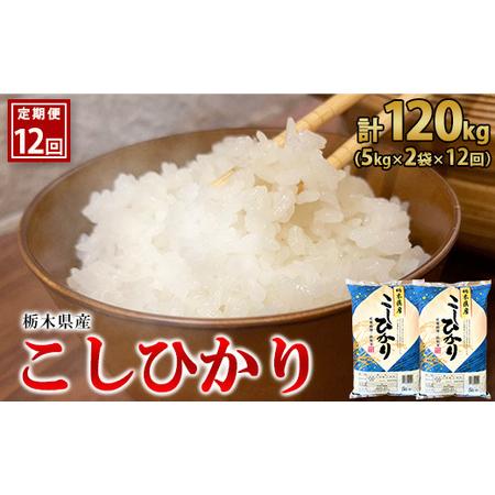 ふるさと納税 栃木県産こしひかり（精米・5kg×2袋） ※着日指定不可 ※離島への配送不可 栃木県宇都宮市