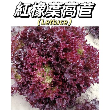 嘉儀現貨（紅橡葉萵苣種子）進口生菜種子 紅橡木萵苣 適寶貝沙拉，喜涼爽氣後，不易抽苔#葉菜類種子