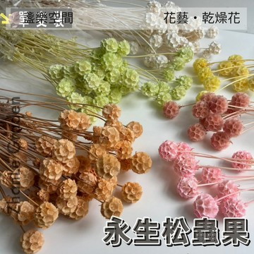松蟲果 天然乾燥花材 拍攝道具 風車果1顆單支裝 松蟲草 松蟲果 星芒松蟲 草星花 輪峰菊 藍盆花 永生花