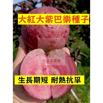 🌱四季可種（大紅大紫巴樂種子BL-25）果實碩大早熟 里外全紫鮮甜軟糯 番石榴 抗病耐寒 易種植懶人庭院田園盆栽水果種子