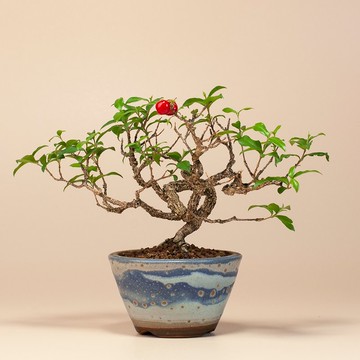 【花果植物】送禮推薦 迷你盆栽 居家生活