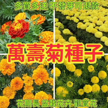 綠色家園|🔥萬壽菊種子🍓萬壽菊種子 混色種子 四季種植 耐旱陽台盆栽 花卉種子 種不活可退款