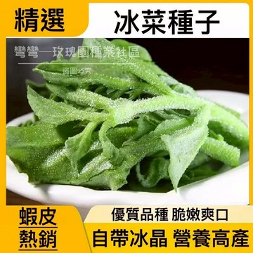蝦皮熱銷 水晶冰菜種子 薺薺菜種子 超級蔬菜涼拌冰菜種子撒一片吃一年 歐洲進口蔬菜種子 入口即化 清涼爽口蔬菜 菜籽