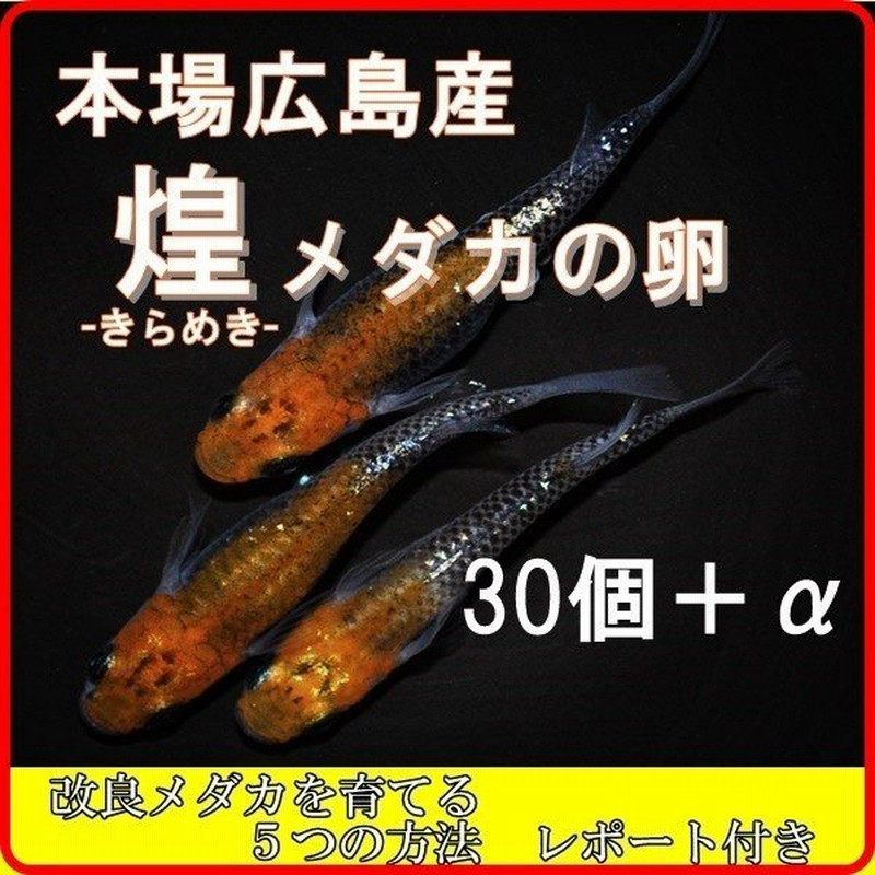 広島産 花魁メダカの卵 ３０個 A 黄三色体外光 改良めだかの最高峰 三色 通販 Lineポイント最大0 5 Get Lineショッピング
