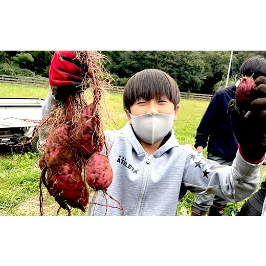 ふるさと納税 茨城県 阿見町 66-06 さつまいも 約10kg S〜Lサイズ混合1箱 生芋 紅はるか