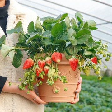 🍓（27款四季草莓種子）🍓精選新種子 紅顏草莓 白草莓 四季種植簡單沾土就活 四季采收不斷 精選高發芽率95%
