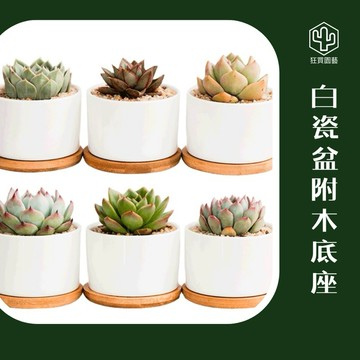 [狂買園藝] 質感盆器 圓白瓷盆(含木托) 盆寬8公分 /多肉組盆/園藝資材/造型盆器/陶瓷花盆