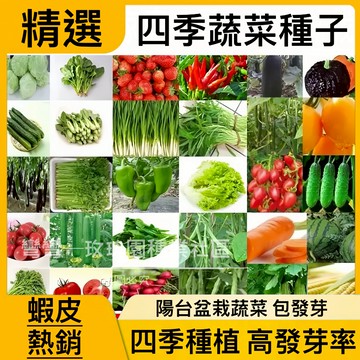 現貨 家庭蔬菜種子大全（100粒） 蔬菜種子雞毛菜番茄 花菜 上海青 空心菜 南瓜 菜種子 四季種植 陽臺庭院 盆栽種子