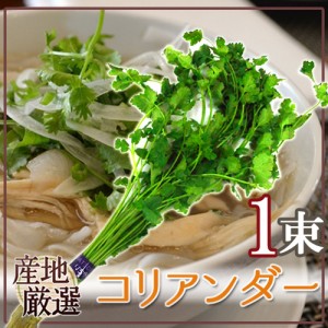 産地厳選 ”コリアンダー” 1束 送料無料