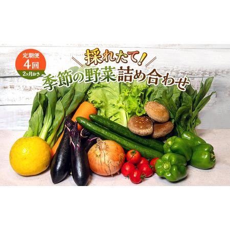 ふるさと納税 とれたて野菜パック 定期便4回 (2ヶ月おき) 季節の野菜セット 詰め合わせ 10品前後 ジャガイモ 人参 大根 小松菜 白ネギ グリ?ンリ.. 静岡県袋井市