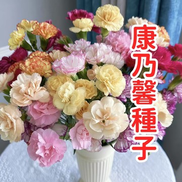台灣康乃馨種子 香石竹花籽 母親節盆栽 四季開花 陽台庭院 易種花卉 鮮切花 園藝DIY 送禮自種