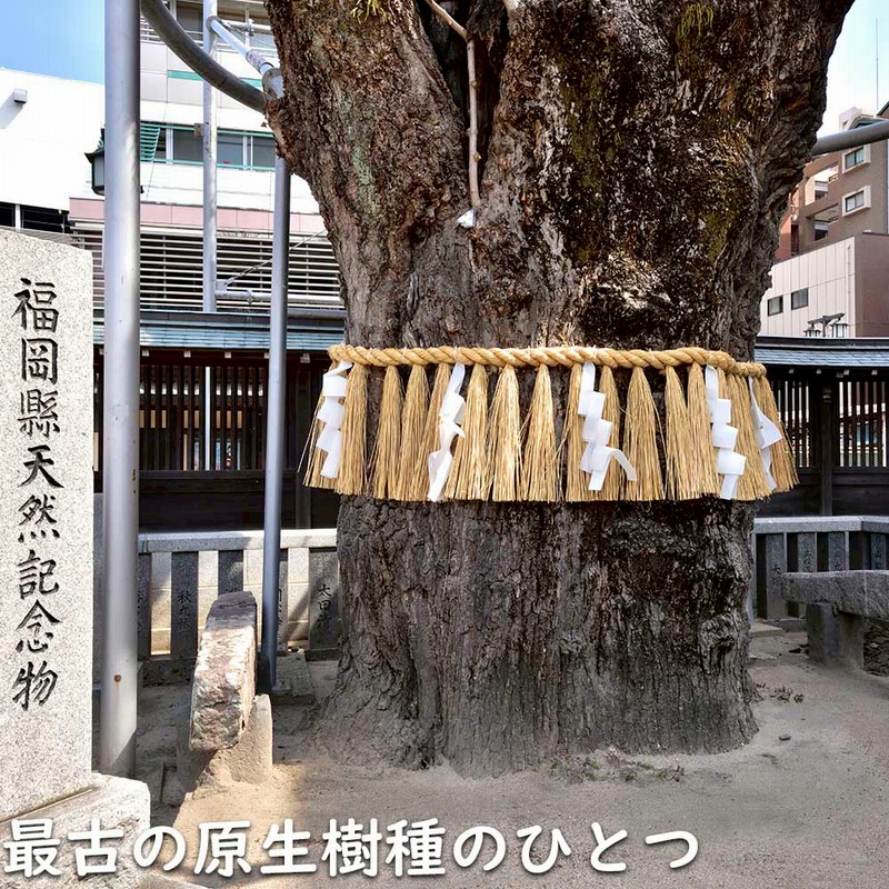 イチョウ 1m 15cmポット 苗 | LINEブランドカタログ