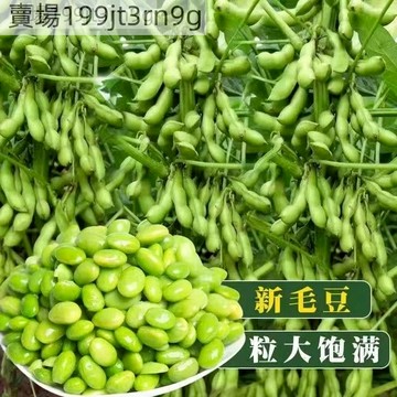 現貨 毛豆種子（100粒）四季毛豆種子日本青黃豆大種籽鮮食高産農傢四季播種早熟蔬菜種子 超低價