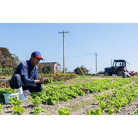 ふるさと納税 佐賀産季節の旬野菜10種類とドレッシング：B016-039 佐賀県佐賀市