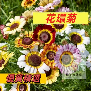 【爆花小太陽】混色花環菊種子｜花期超長 台灣春天首選｜陽台變身彩虹花海｜耐熱好養 新手必收 三色菊花籽混色花海花種籽