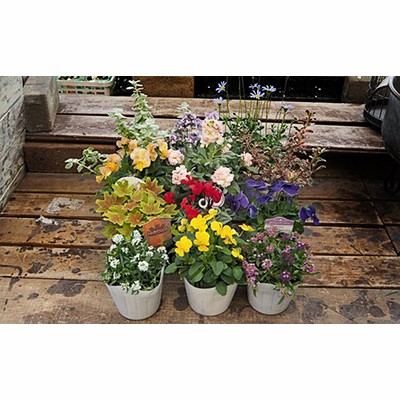 ふるさと納税サイト ふるさとプレミアム ガーデニング 農業 通販 Lineショッピング