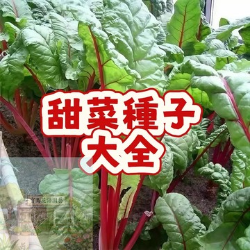 💥台灣發貨（甜菜種子大全）甜菜根  當季新籽 發芽率高 生長勢快 早熟品種 四季庭院盆栽 有機純天然 #新手易種易活