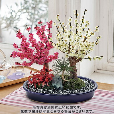 桜盆栽 桜と藤のモダン寄植え 受皿付き シンプルライフシリーズ L 盆栽 藤 ミニ盆栽 花見 四季 お祝い プレゼント 盆栽妙