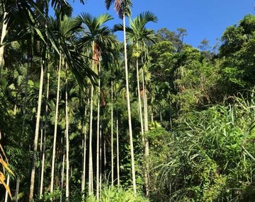 新店明山路農地｜新北市新店區長春段