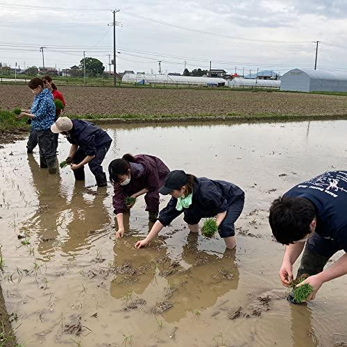 新米 秋田県産 農家直送 きぬのはだ もち米3kg 令和5年産  古代米お試し袋付き