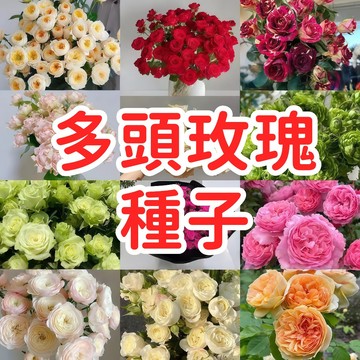 🔥【多頭玫瑰種子】多花玫瑰 迷你玫瑰 攀藤玫瑰 四季開花 陽台盆栽 花園庭院 易種花卉 香氣迷人 多色混合 開花不斷