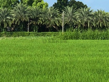 《專售》近雲山水面寬百米可分割售農地5F1270｜花蓮縣壽豐鄉豐東段