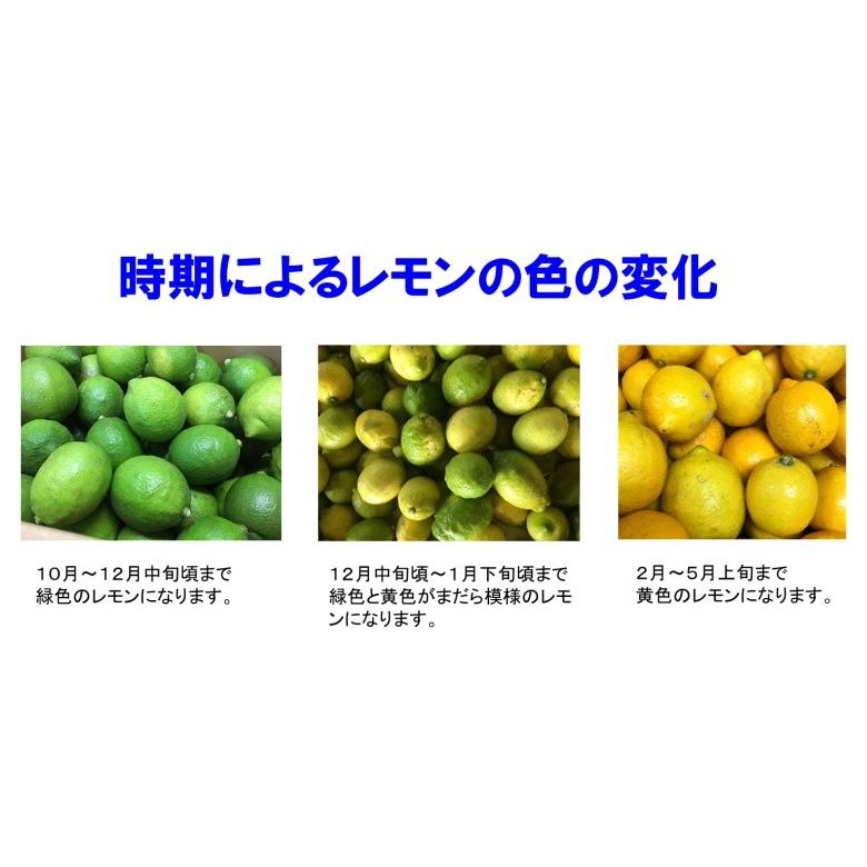 瀬戸田レモン 無農薬レモン 2kg 家庭用 訳あり 防腐剤 防カビ剤不使用 国産レモン 青レモン 広島レモン