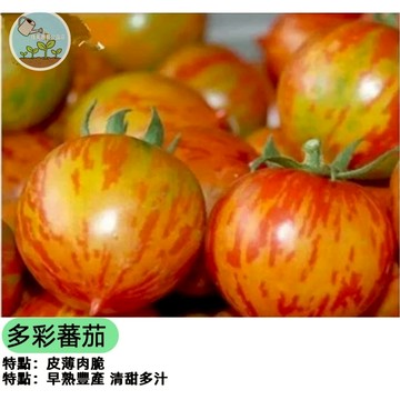 🍅【陽台變身彩虹果園】多彩番茄種子 混合色 紅/黃/橙/紫/綠 水果小番茄 生吃沙拉 高產易種 親子共耕 採收樂趣