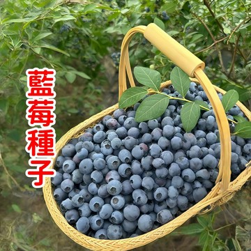 台灣出貨 熱銷【藍莓種子】 十二款藍莓種子 四季結果 營養豐富 酸甜可口 個大超甜藍莓 四季種植盆栽地栽 新手易種