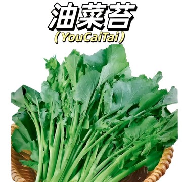 嘉義現貨（ 油菜苔種子100粒）板藍根油菜種子青菜種子蔬菜白灼油菜苔田園盆栽庭院陽台四季種植植物脆甜蔬菜種子