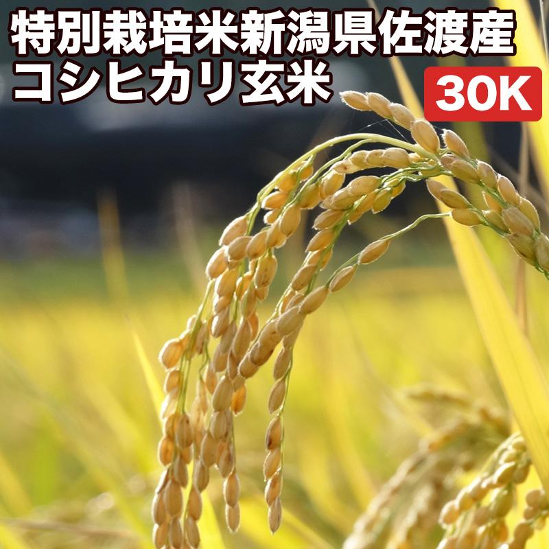 クーポンご利用で10％OFF 米 お米 30kg 減農薬 特別栽培米 コシヒカリ 新潟県 佐渡産 令和4年産 玄米（5kg×真空パック6袋） 精米無料 真空パック無料 送料無料