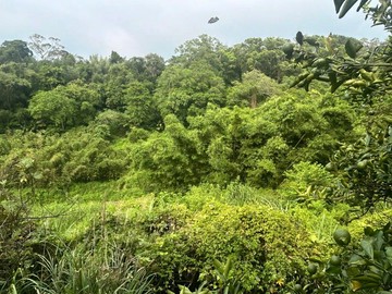 寶山平價版迷你農園a｜新竹縣寶山鄉雞油凸段八分寮小段