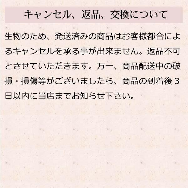 ギフト お歳暮 にも おでん 具が選べる 手づくり 河童のおでん 2〜3人前 セット 送料無料 和風だし