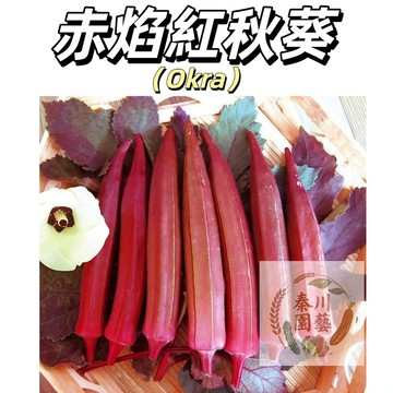 現貨（赤焰紅秋葵）水果秋葵 植株長勢中等，耐熱性好。連續結莢能力強，產量高。紫紅色莢)營養豐富~四季播種#果菜類