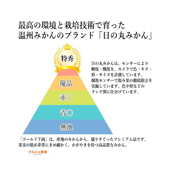 日の丸みかん s 特秀 ゴールド千両 高糖度 5キロ 5kg S M L みかん 秀品 贈答 愛媛 日の丸共撰 贈答 一部地域 送料無料