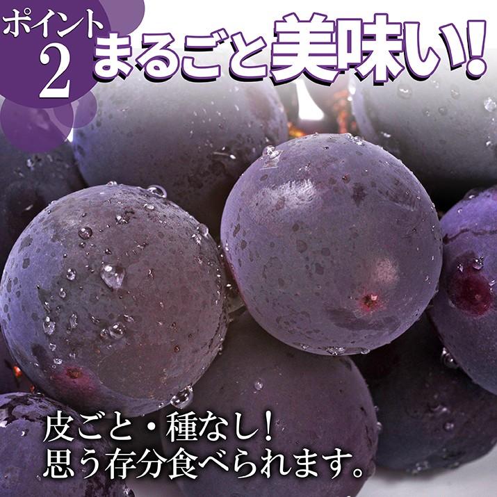 ぶどう 特秀 1房 (約900g前後) ピオーネ 山形県産 ブドウ ギフト 贈答 プレゼント 化粧箱 贈り物 大粒 産地直送 (遠方送料加算)