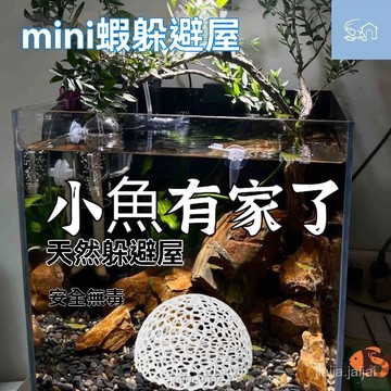 🌙隔天配🕊️鏤空小魚躲避 躲避屋 黑殻躲避 塑料防陶瓷蜂窩魚蝦水晶繁殖魚缸造景 小魚躲避躲避屋 躲避屋 小蝦躲避屋 E3