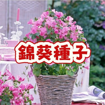 錦葵種子 香葵種子 鬥篷草種子 淑女花種子 可食用香藥草 陽台盆栽 四季易種 台灣適種 花茶食材 自種觀賞花卉 廚房花園