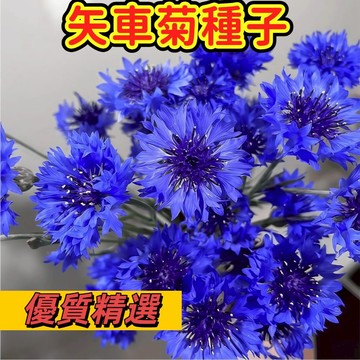 🌼【台灣現貨-隔日達】（矢車菊種子）藍芙蓉 四季易種活 陽台室外庭院綠化觀景花海景區首選 價格超低 多色可選 限時下殺
