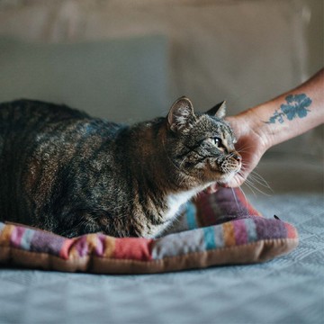 寵物床墊 睡墊 地平線舒活墊 S (4色) 可機洗