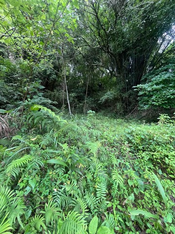 新社新七分段小塊低總價農地｜台中市新社區新七分段