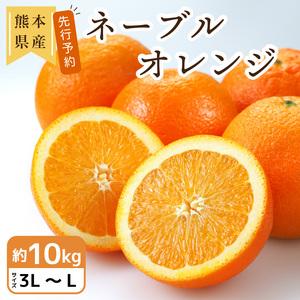 ふるさと納税 110d-40　「先行予約」熊本産 ネーブルオレンジ  約10kg 3L〜Ｌサイズ 2024年2月上旬より順次発送予定 熊本県宇土市