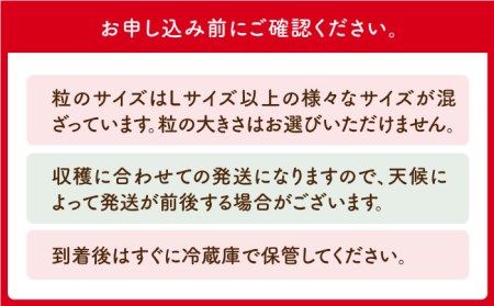 朝摘みいちご1kg（いちごさん・さがほのか計4パック）フルーツ 果物 イチゴ [HAF020]