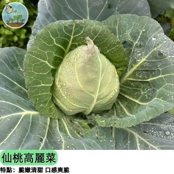 【超人氣品種】仙桃高麗菜種子 日本進口尖頭甘藍 口感爽脆 適合台灣四季種植 家庭菜園必種 生吃炒食皆美味