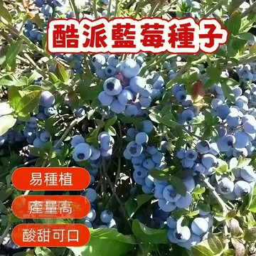 🔥熱銷 酷派藍莓種子（200粒）矮化藍莓樹種子 陽臺盆栽果園庭院簡單易種 四季高產藍梅樹果 多年生 水果種子 超低價