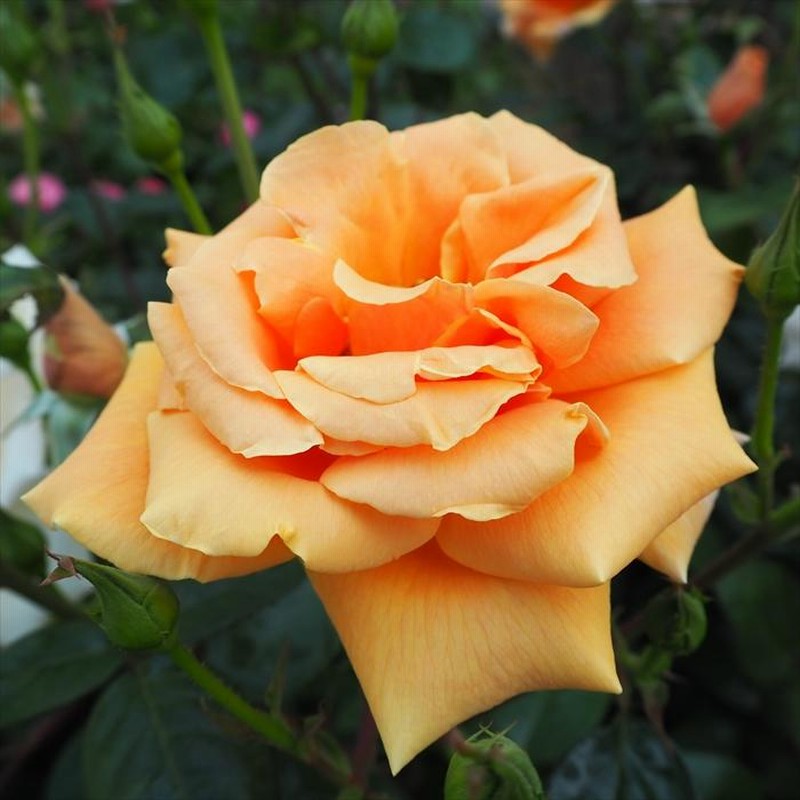 ロイヤルサンセット　超大苗（4年生苗）　つる薔薇 ロイヤルサンセット 超大苗（4年生苗） つる薔薇 花