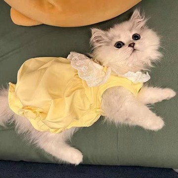 貓咪夏天衣服薄款防掉毛狗狗夏季裙子公主裙小型犬泰迪比熊布偶貓