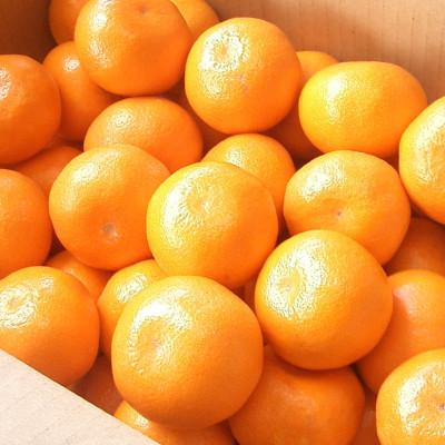 ふるさと納税 鳥栖市 柑橘の名産地 佐賀産さがみかん約10kg箱(鳥栖市)